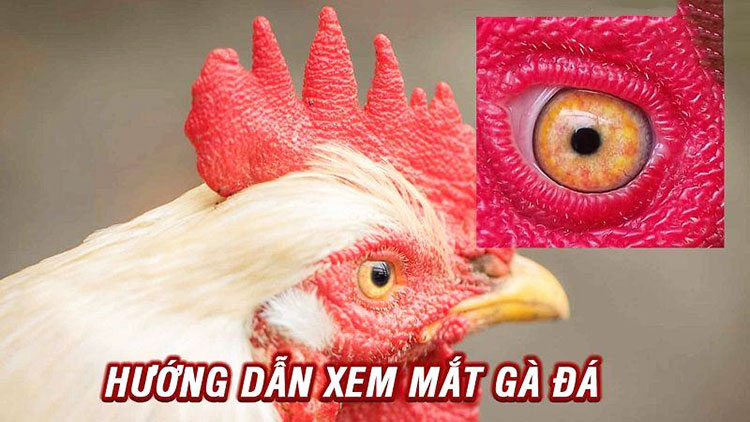 chọn gà đá hay qua màu mắt