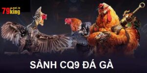 Giới Thiệu Chung Về CQ9 Đá Gà 79king2