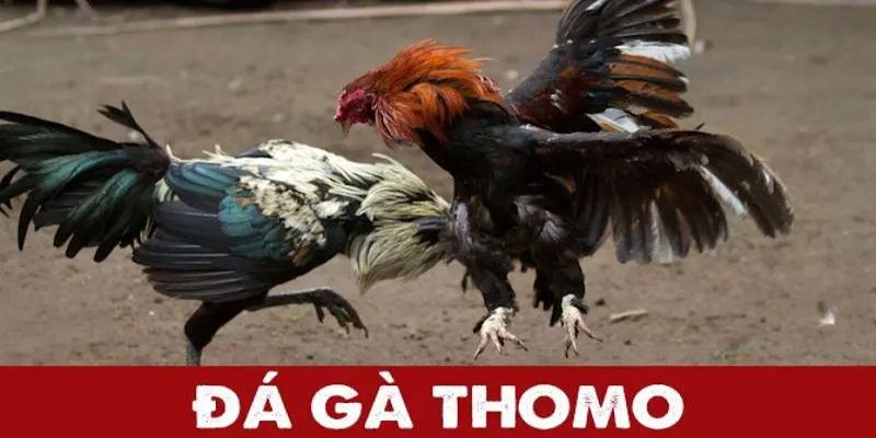 Đá Gà Thomo Là Gì?