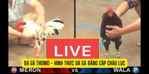 Nhiều thể loại đá gà cho bạn lựa chọn