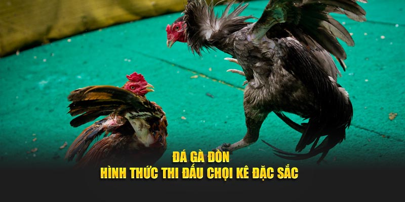 Cuộc So Găng Của Những Chiến Kê – Hơn Cả Một Trận Đấu