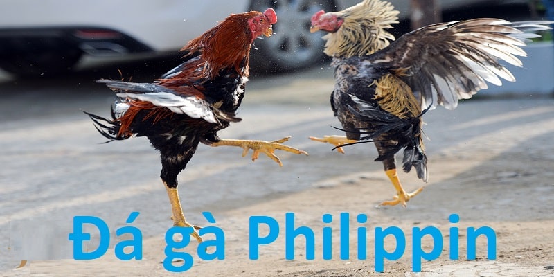 Tại Sao Đá Gà Philippines Lại Hấp Dẫn Đến Vậy?