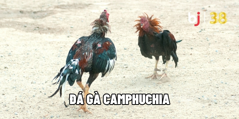 Giải Mã Đá Gà Campuchia – Môn Thể Thao Cá Cược Đầy Cuốn Hút
